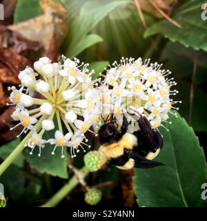 Uno capovolto Bumble Bee è godendo il dolce nettare di Fatsia japonica sbocciare dei fiori durante il mese di novembre nel sud degli Stati Uniti d'America. Foto Stock