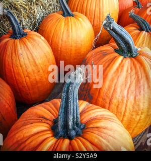 Mazzetto di zucche sono in vendita nel produrre la sezione di un mercato degli agricoltori. Foto Stock