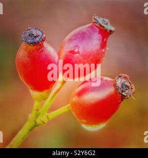 Cinorrodi sotto la pioggia Foto Stock