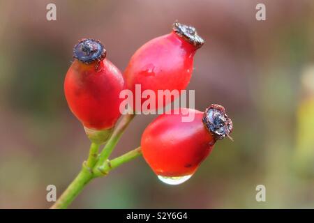 Tre di semi di rosa canina capi sotto la pioggia Foto Stock