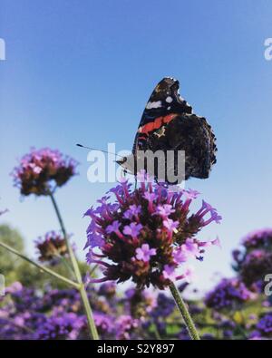 Red Admiral farfalla sulla Verbena Foto Stock