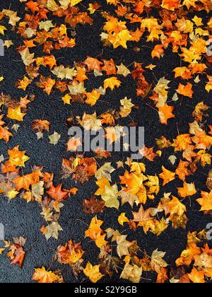 Wet caduto foglie autunnali giacciono a terra. Le stagioni sono mutevoli. L'estate è andato e autunno/"fall" è in pieno svolgimento. Non si riesce a battere il golden colori autunnali! Foto © COLIN HOSKINS. Foto Stock