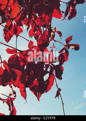 Autunno rosso Virginia superriduttore (Parthenocissus quinquefolia) vine e foglie rosso illuminato dal sole in autunno Foto Stock