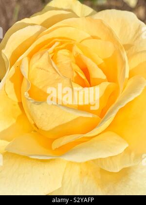 Unico bel giallo bocciolo di rosa Foto Stock