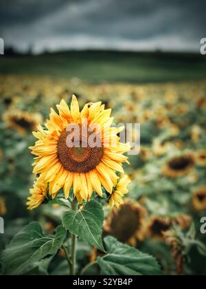 Girasole in un campo con nuvole scure Foto Stock
