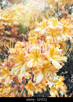 Un giardino pieno di colore giallo azalea nativi fiori in piena fioritura. La messa a fuoco in primo piano Foto Stock