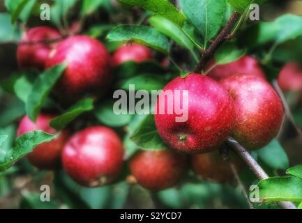 Cluster di mele su un albero Foto Stock