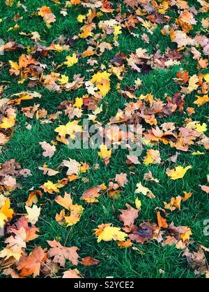 Autunno Autunno (foglie) giacente su un prato. Un'immagine che ha molteplici usi. Credito foto - © COLIN HOSKINS. Foto Stock