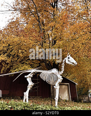 Spooky cavallo scheletro display Halloween Foto Stock
