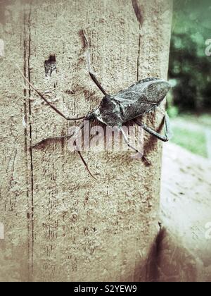 Foglie giganti-footed bug manca una gamba in appoggio sul legname Foto Stock