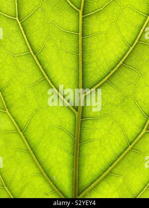 La parte inferiore di una foglia di Fiddle Fig (Ficus lyrata) tree. Foto Stock