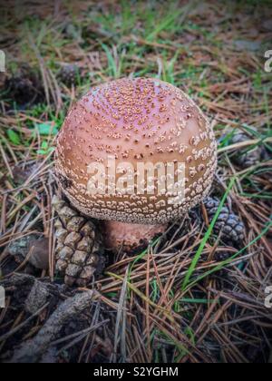 I funghi nel nuovo Parco Nazionale della Foresta in autunno Foto Stock