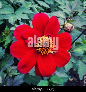 Unico red dahlia Vescovo di Auckland. Foto Stock