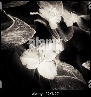 Tradescantia sillamontana, la ragnatela Spiderwort in fiore, Spagna. Foto Stock