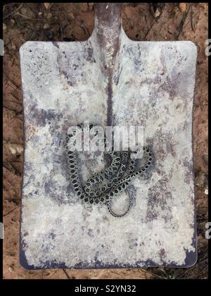 Il ferro di cavallo frusta Snake (Coluber hippocrepis), Catalogna, Spagna. Foto Stock