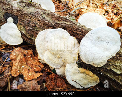 Un mazzetto di colore bianco a forma di fungo sono funghi che crescono su un caduto albero morto tronco nel bosco. Foto Stock