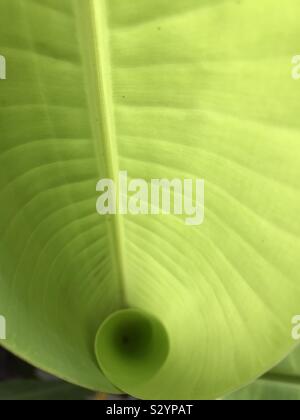 Banana Leaf spirale Foto Stock