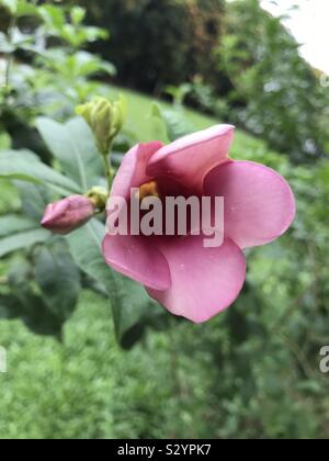 Viola l'Allamanda blanchetii fiore Foto Stock