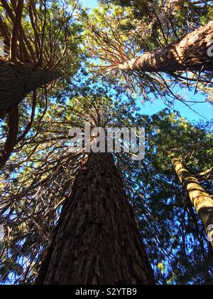 Sequoia gigante alberi che crescono in Oak Glen, California in San Bernardo County Foto Stock