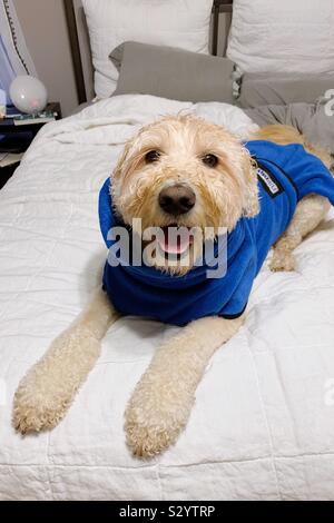 Cane bagnato avvolto in un asciugamano siede su un letto Foto Stock