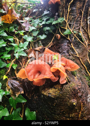 Padiglione auricolare Auricularia- Giudea, ebrei orecchio o legno orecchio funghi che crescono in Cornovaglia, agli inizi di novembre. Foto Stock