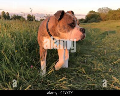 Old Tyme Bulldog Alfie, in una passeggiata nel parco Foto Stock