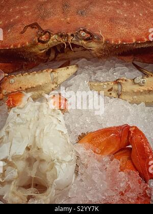 Il granchio fresco guardando la telecamera mentre visualizzate sul ghiaccio Foto Stock
