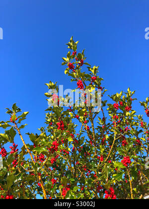 Holly bacche contro un cielo blu, Novembre. Foto Stock