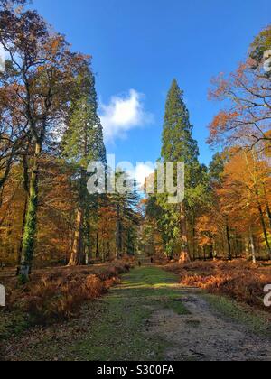 Sequoia gigante (alberi di sequoia gigante) due più alti alberi nel nuovo Parco Nazionale della Foresta Foto Stock