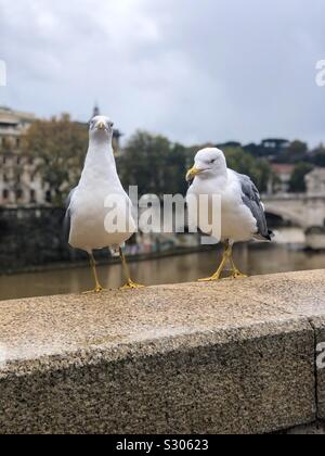 Gabbiani appollaiato su un muro di pietra a Roma. Foto Stock
