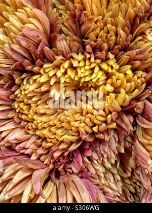 Bel giallo e rosa crisantemo blossom Foto Stock