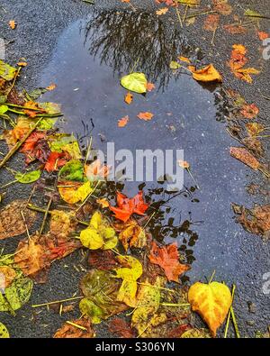 Variopinto caduto foglie di autunno sparsi attorno a una pozzanghera. Foto Stock