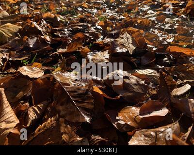 Autunno foglie marrone sul terreno in un ombroso bosco Foto Stock