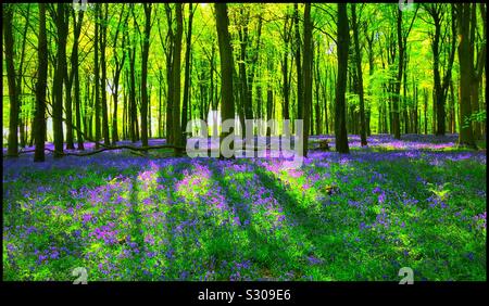 Primavera in un bosco inglese. Il bluebells (Hyacinthodes non Scripta) sono in piena fioritura creano un fantastico effetto viola sul suolo della foresta. Credito foto - © COLIN HOSKINS. Foto Stock