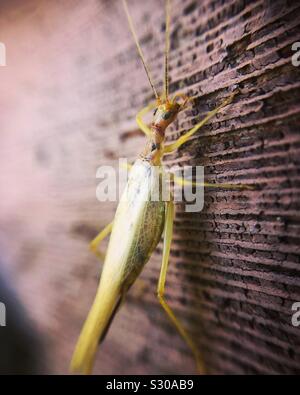 Due macchie tree cricket Foto Stock