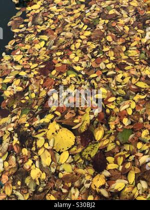 Foglie di autunno galleggiante sulla superficie di un lago Foto Stock