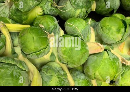 Deliziosi piatti freschi Cavoli di Bruxelles, Brassica oleracea, sullo stelo o peduncolo Foto Stock