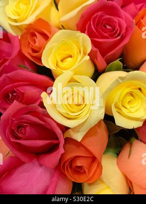Bel bouquet di fresco rosa gialla e arancione rose Foto Stock