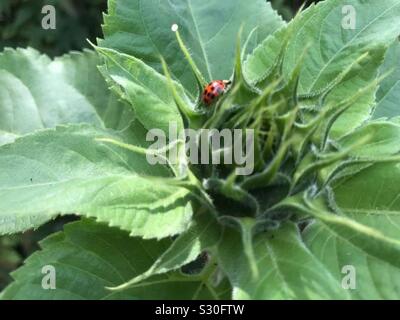 Ladybird su un girasole nel mio giardino. Foto Stock