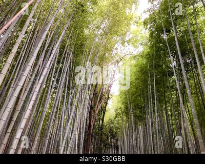 Arashiyama Boschetto di bambù, noto anche come il Sagano Foreste di bambù, situato nella parte occidentale di Kyoto, Giappone. Foto Stock