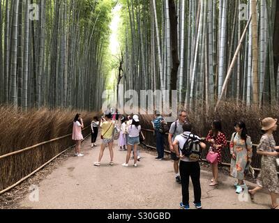 Arashiyama Boschetto di bambù, noto anche come il Sagano Foreste di bambù, situato nella parte occidentale di Kyoto, Giappone. Foto Stock