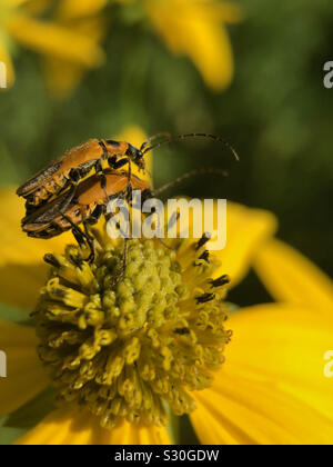 Bug coniugata in fiore. Foto Stock