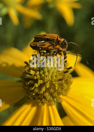 Bug coniugata in fiore. Foto Stock