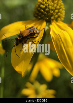 Fino chiudere i bug di accoppiamento. Foto Stock