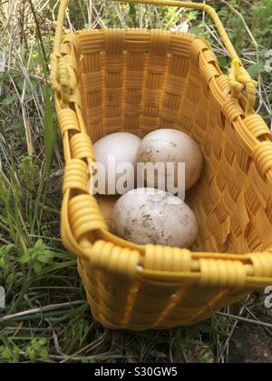 Carne fresca di anatra le uova nel paniere su erba verde. Homesteading. Gli allevamenti di pollame. Fattoria naturale. Backyard farm. Foto Stock