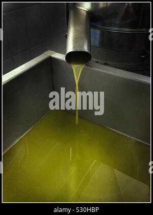 Appena premuto Farga olio d'oliva da Pieralisi un frantoio per la produzione di olio extra vergine di oliva, Catalogna, Spagna. Foto Stock