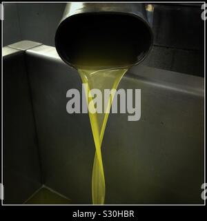 Appena premuto Farga olio d'oliva da Pieralisi un frantoio per la produzione di olio extra vergine di oliva, Catalogna, Spagna. Foto Stock