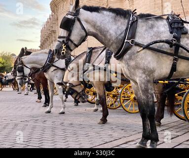 Carrozze trainate da cavalli schierati nella piazza della città Foto Stock