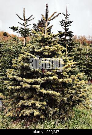 Alberi di Natale cresce su una fattoria Foto Stock