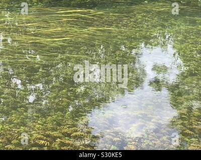 La riflessione in chiaro l'acqua di un fiume che scorre dolcemente sulla pond infestante. Foto Stock